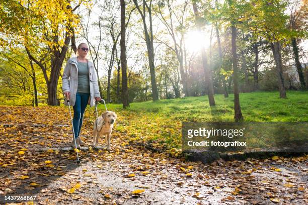 blindenhund führt frau sicher durch herbstpark - blind man stock-fotos und bilder