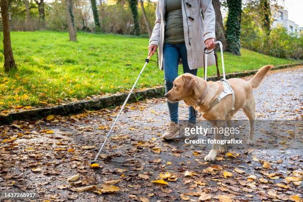 blindenhund führt frau sicher durch herbstpark - blindness stock-fotos und bilder