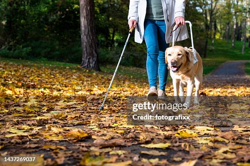 Guide Dog Ride Guide Dog Leads Woman Safely Through Autumn Park High-Res Stock Photo ...