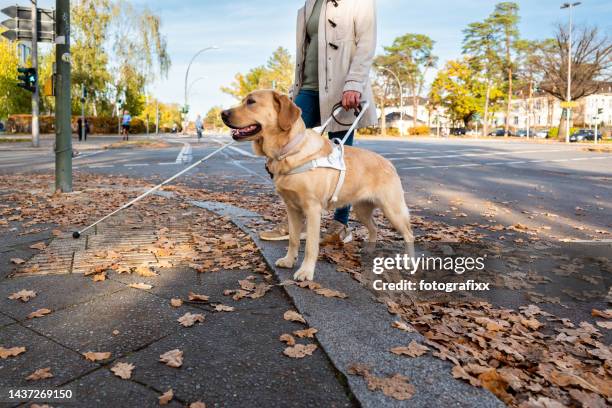 el perro guía lleva a una mujer de manera segura a través de una calle concurrida - seeing eye dog fotografías e imágenes de stock