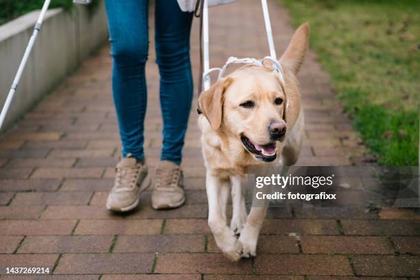 il cane guida conduce una donna in sicurezza attraverso una moderna area residenziale - service dog foto e immagini stock