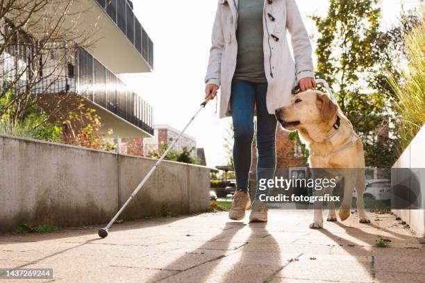 盲導犬は近代的な住宅街を安全に女性を導きます - 盲導犬 ストックフォトと画像