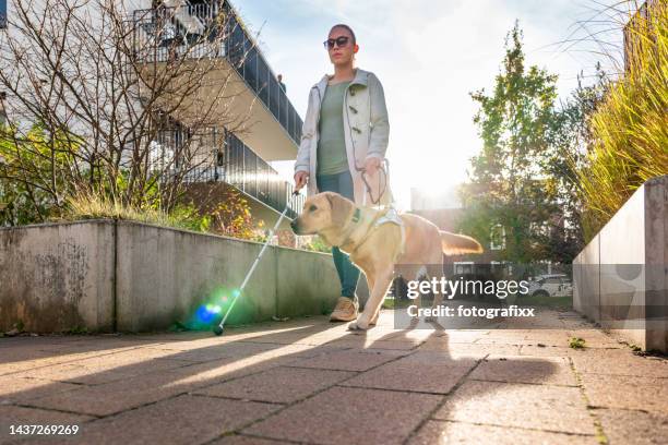 blindenhund führt eine frau sicher durch ein modernes wohngebiet - blind stock-fotos und bilder