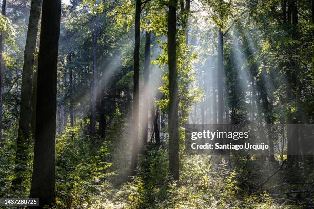 sunbeams piercing a beech forest in summer - forest stock-fotos und bilder