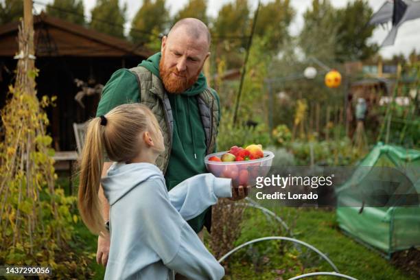 home grown produce for father and daughter - community garden stockfoto's en -beelden