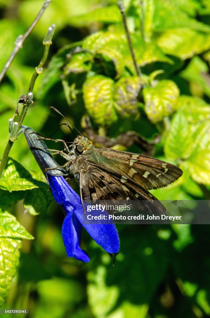Long-tailed Skipper Butterfly