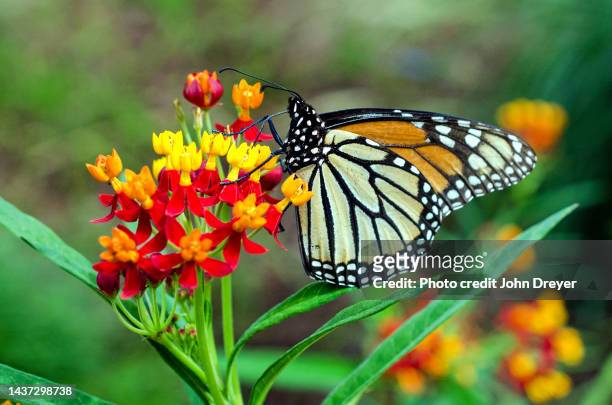 monarch butterfly and milkweed blooms - butterfly milkweed stock-fotos und bilder