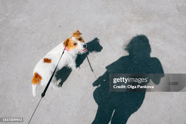 jack russell terrier dog with leash and the shadow of its owner. - dog walking fotografías e imágenes de stock