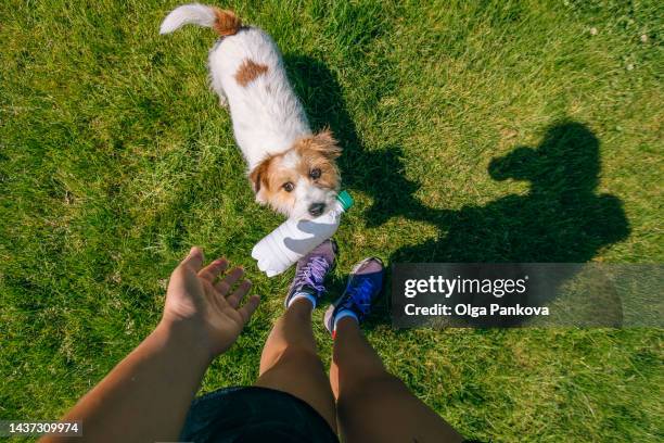 jack russell terrier dog brought his owner a plastic bottle. - dog and human hand stock pictures, royalty-free photos & images