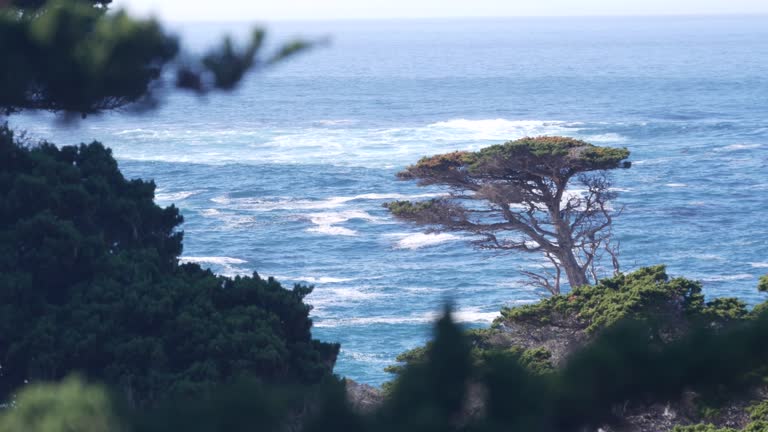 https://media.gettyimages.com/id/1437310313/video/coniferous-pine-tree-cypress-forest-or-grove-monterey-california-ocean-coast.jpg?b=1&s=640x640&k=20&c=1UVbNeYmMBkRu0zyvoXhergIW9PKqVpN5II7WXTD3PY=