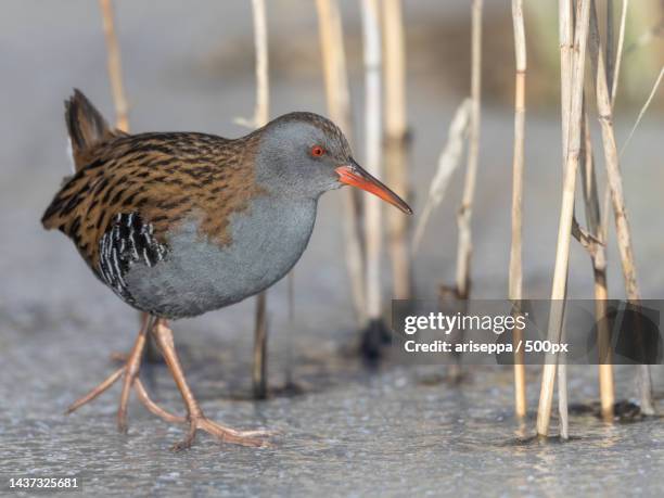 close-up of water bird perching on shore,hamina,finland - birds in finland stock-fotos und bilder