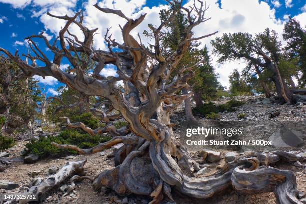 trees on field against sky,great basin national park,nevada,united states,usa - parque nacional de great basin imagens e fotografias de stock