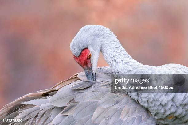 close- up of a sandhill crane preening on an autumn day,milford charter twp,michigan,united states,usa - preen stock pictures, royalty-free photos & images