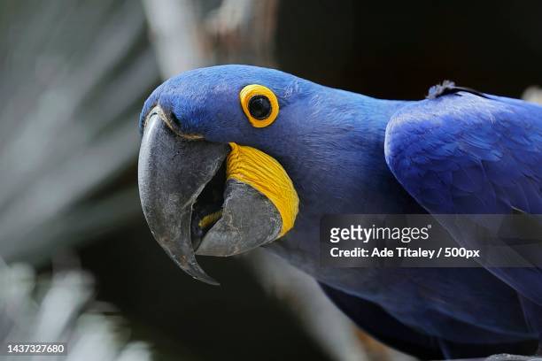 close-up of parrot perching outdoors,indonesia - endangered species bird stock pictures, royalty-free photos & images