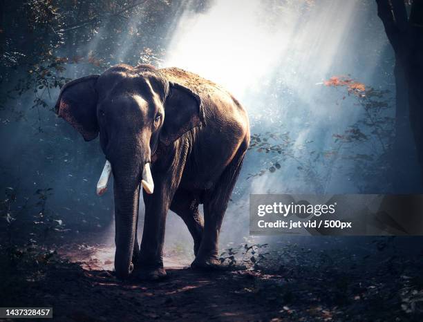 elephant in the forest with cinematic light - indian elephant stock pictures, royalty-free photos & images