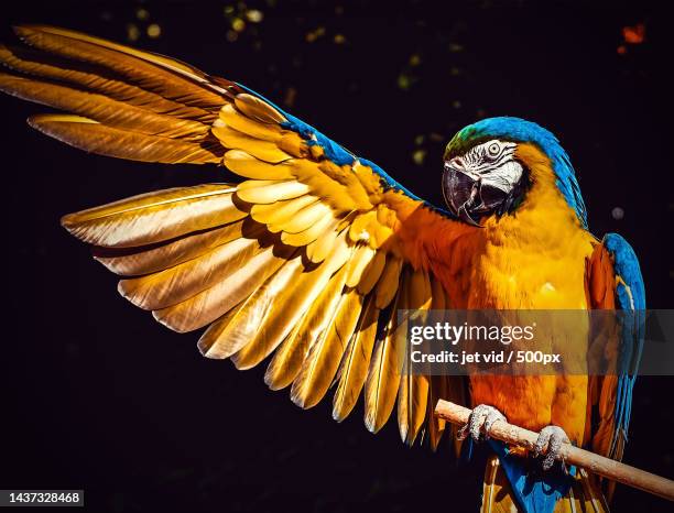 close-up of gold and blue macaw - blue and yellow macaw stock pictures, royalty-free photos & images