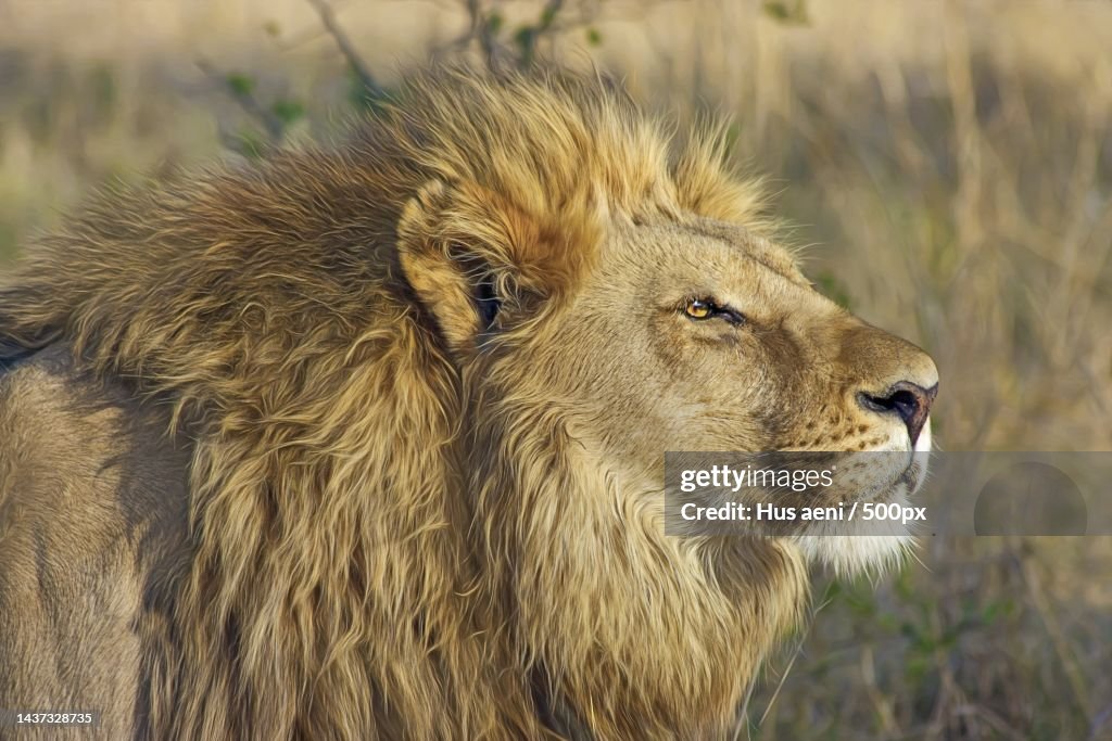 Close-up of lion looking away,Indonesia