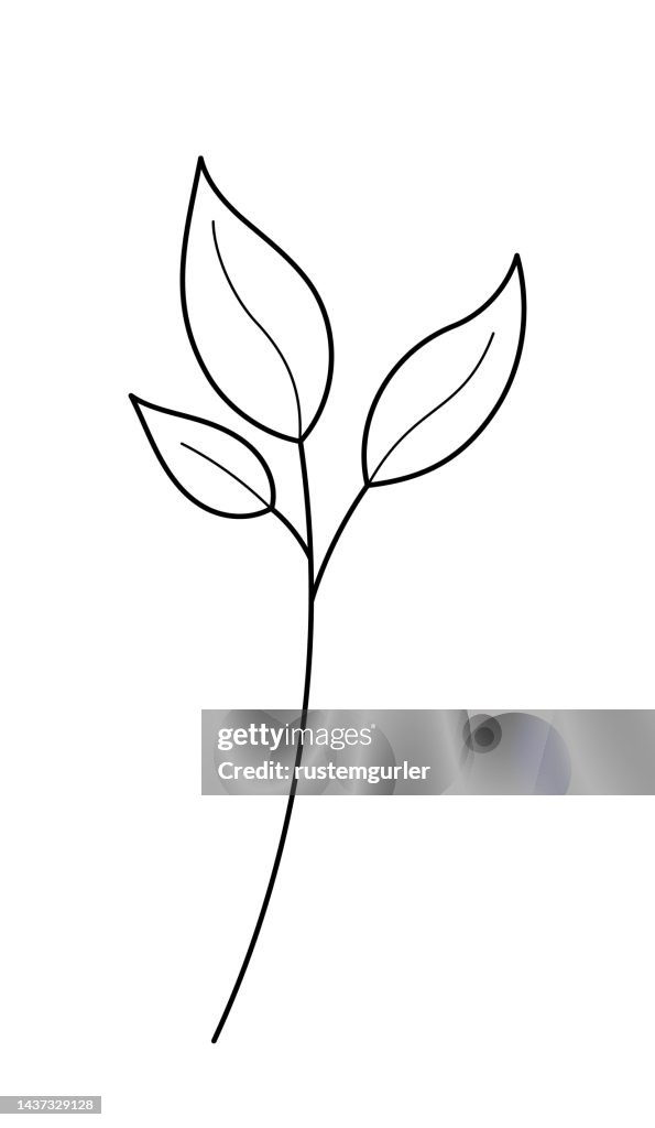 Wildflowers on White Background