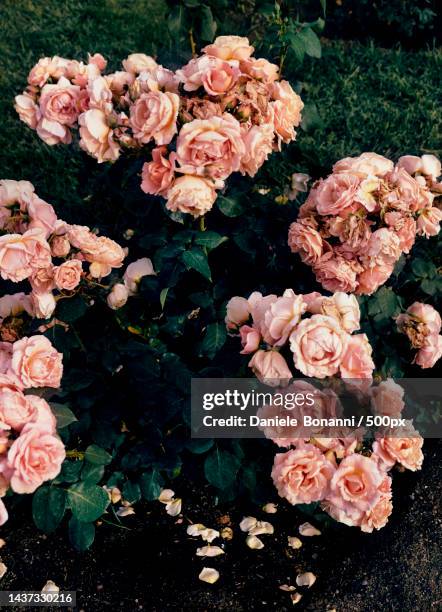 Pink Roses Rome 5,901 Rose To Roma Stock Photos, High-Res Pictures, and Images - Getty ...