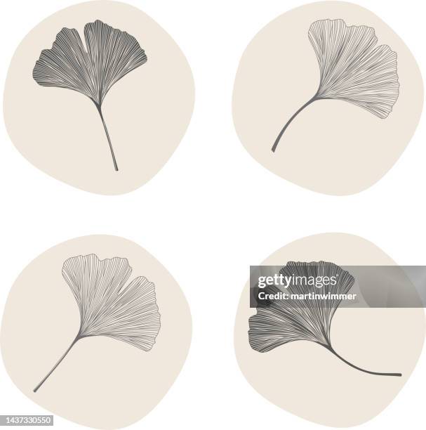 simple drawing of ginkgo leaves - martinwimmer stock illustrations