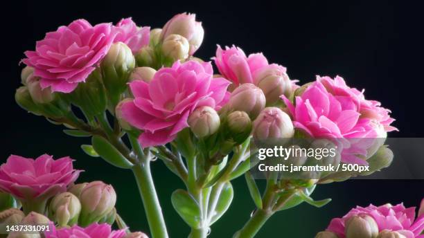 close-up of pink flowers against black background - kalanchoe stock pictures, royalty-free photos & images