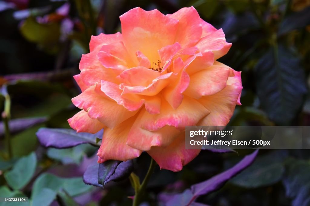 Close-up of pink rose,International Rose Test Garden,United States,USA