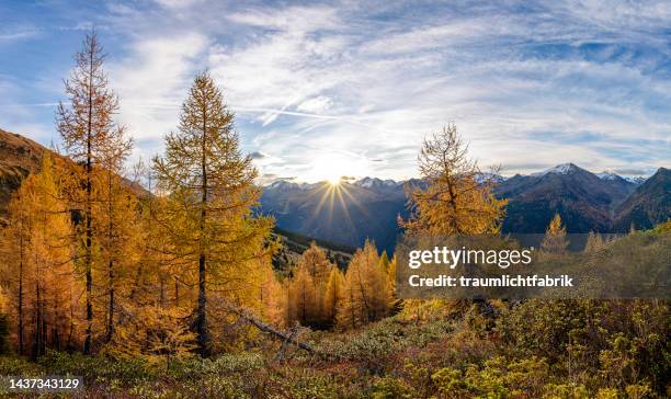 golden larches - larch stock-fotos und bilder