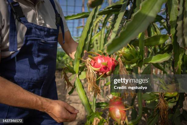farmers hand picking produce in dragon fruit plantations. - pitaya stock pictures, royalty-free photos & images