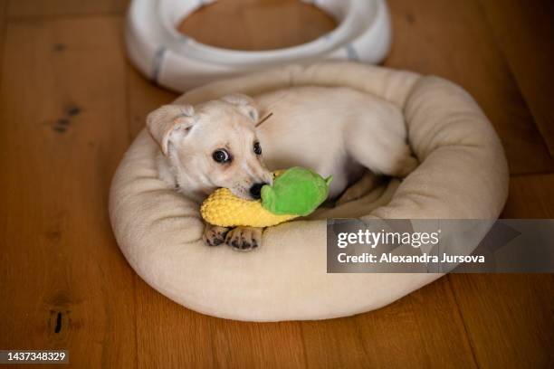 Inside Animal Burrow Photos and Premium High Res Pictures - Getty Images