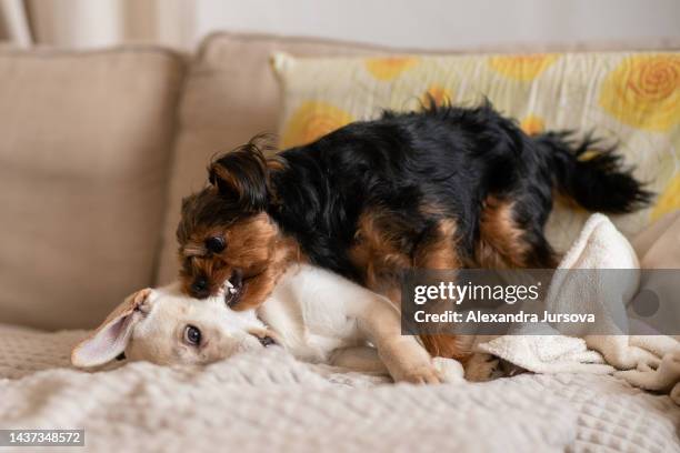 white puppy - dog fighting stock pictures, royalty-free photos & images