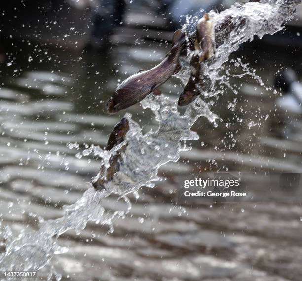 California Fish & Wildlife officials release 3,500 rainbow trout into Lake Sabrina, a man-made alpine lake in Bishop Creek Canyon, owned and operated...