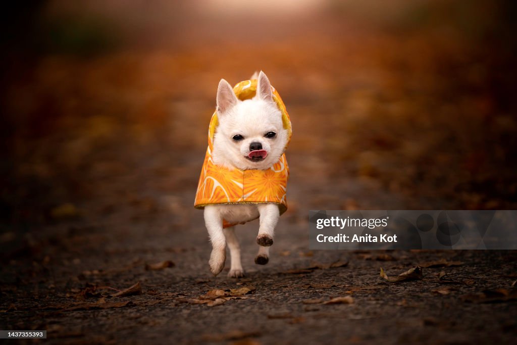 Running chihuahua dog