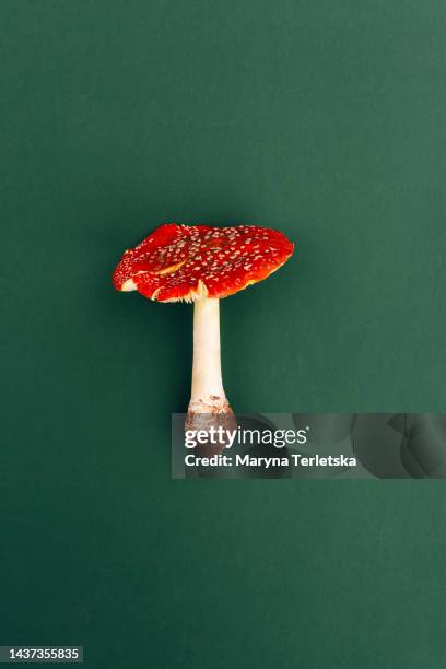 amanita mushrooms on a green background. amanita poisonous mushroom. - poisonous mushroom stockfoto's en -beelden