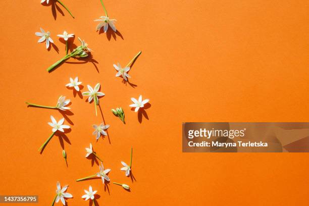 many small white flowers on an orange background. floral pattern. - leeg compositie stockfoto's en -beelden