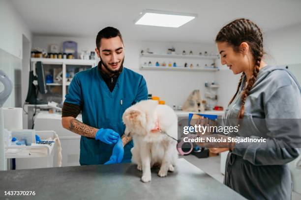 the vet checks the dog's fur - good condition stock pictures, royalty-free photos & images