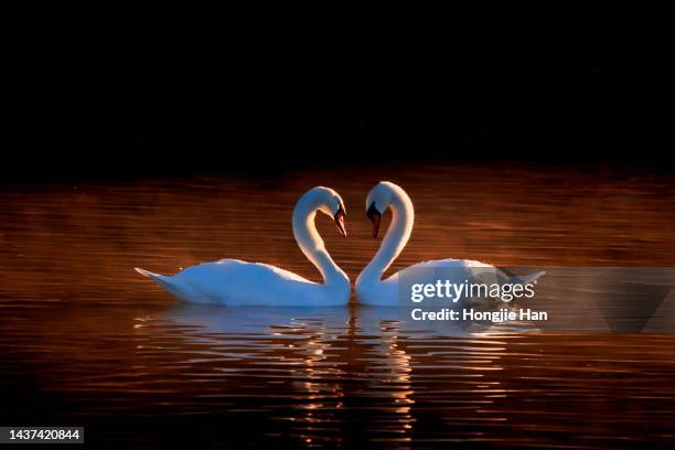 wild birds, swans in the lake. - water bird foto e immagini stock