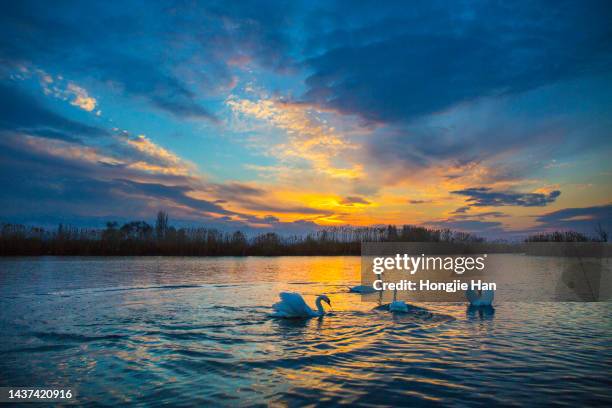 wild birds, swans in the lake. - charmant stock-fotos und bilder
