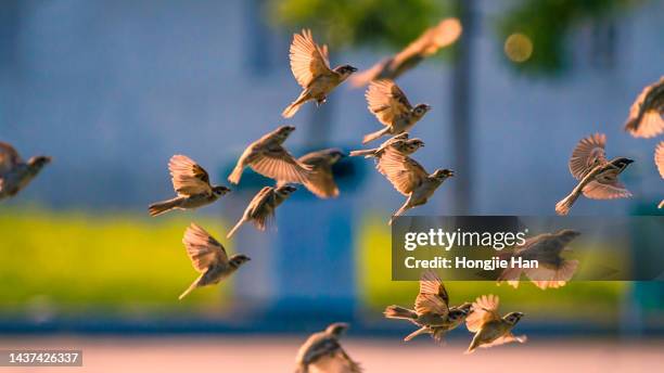 1,670 Sparrows Flying Stock Photos, High-Res Pictures, and Images ...