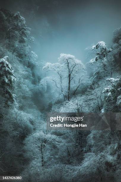 snow in winter in huangshan scenic area, huangshan city, anhui province, china. - huangshan bildbanksfoton och bilder