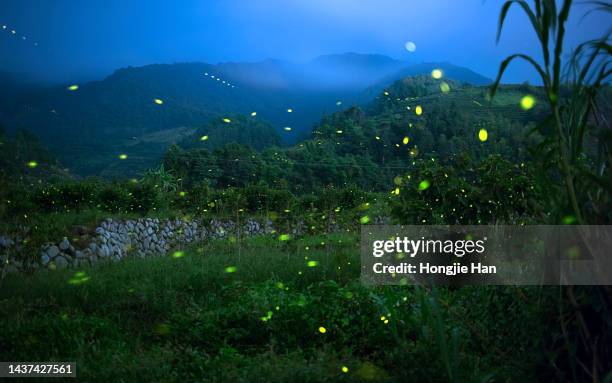 fireflies in the open - fireflies stockfoto's en -beelden