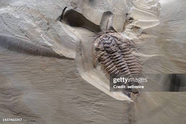 insect fossils in rock formations - gliederfüßer stock-fotos und bilder
