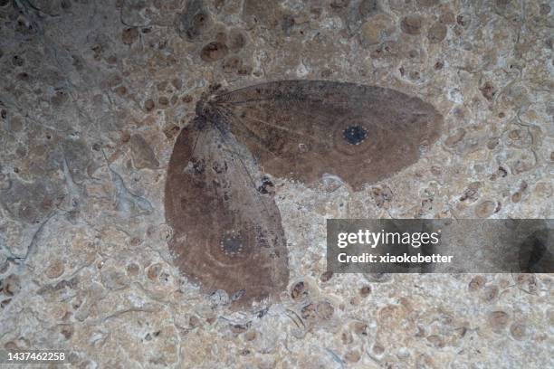 Charred Insect Insect Fossils Photos and Premium High Res Pictures - Getty Images