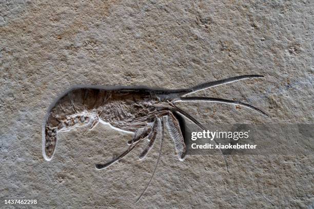 shrimp fossils in rock formations - fossil stock-fotos und bilder