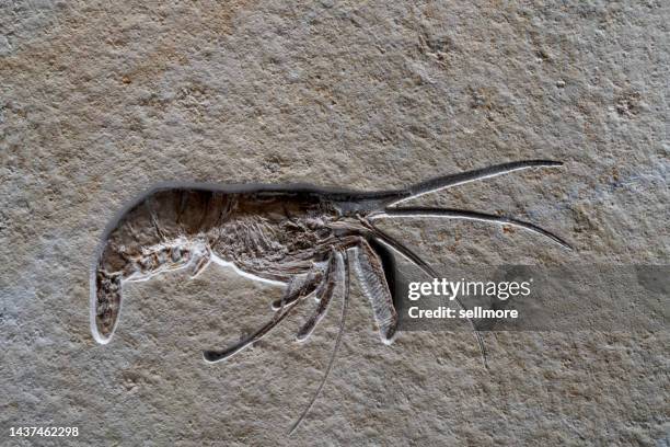 shrimp fossils in rock formations - skeleton shrimp stock pictures, royalty-free photos & images