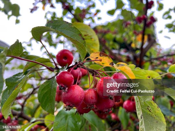 malus hupehensis fruits - malus hupehensis stock pictures, royalty-free photos & images