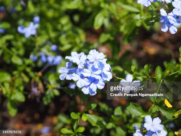 cape leadwort, white plumbago plumbago auriculata plumbaginaceae blue flower blooming in garden nature background - plumbago stock pictures, royalty-free photos & images