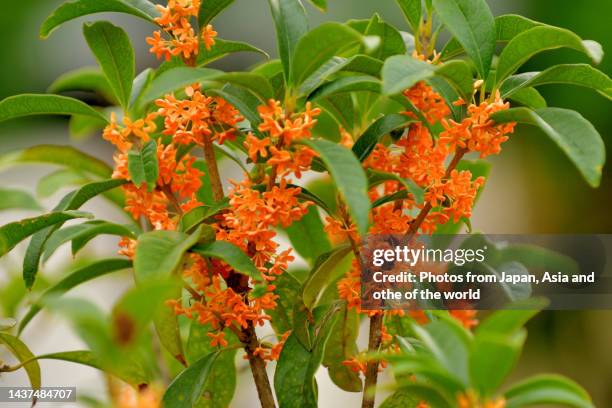 osmanthus-fragrans-fragrant-