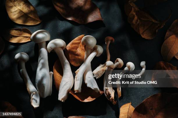 shimeji mushroom on the autumn leaves - shiitake mushroom stock pictures, royalty-free photos & images