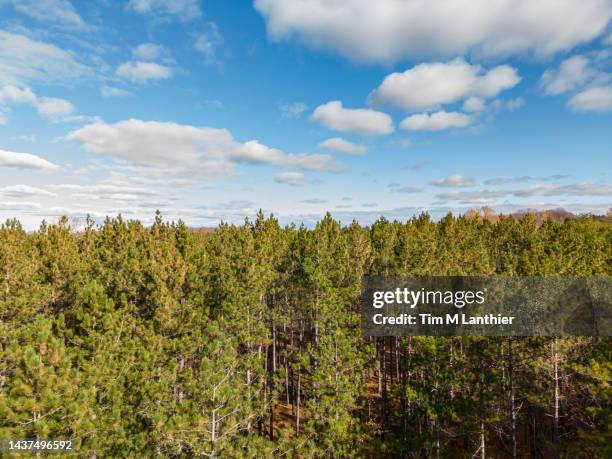 high angle view of a forest canopy with clouds in the sky - treetop stock pictures, royalty-free photos & images