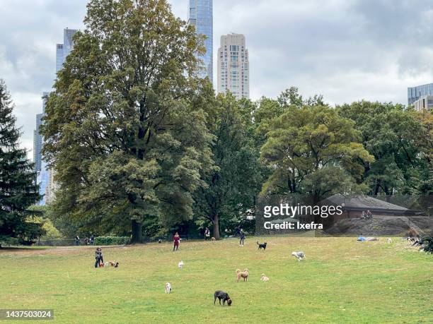 dogs in central park, new york - dog park stock pictures, royalty-free photos & images